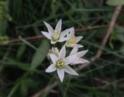 Image result for Nothoscordum borbonicum