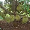 Bagi mendapatkan pokok hiasan yang menarik, terdapat beberapa petanda atau petunjuk yang selalu dilihat bagi membantu dalam mengesan sebarang masalah tumbesaran. 1