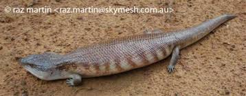 Heavily build, broad bodies set on small legs with delicate toes. Tiliqua Scincoides The Reptile Database