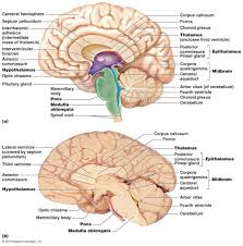 The central nervous system (cns) is that portion of the vertebrate nervous system that is composed of the brain and spinal cord. Nervous System Diagram Brain Anatomy And Function Nervous System Anatomy
