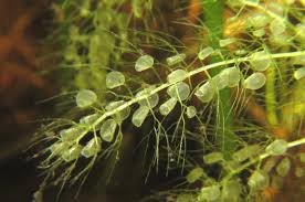 Image result for Utricularia stellaris