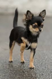 Chihuahua This Is The Dog I Will Probably Get When I Have An Apartment In College Because Most Say That Your Dog Has T Chihuahua Puppies Dog Breeds Chihuahua