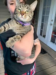 Found this cute cat purse at the The Lucky Flea, a vintage flea market in  Rochester NY. There aren't any tags so I have no idea who made it. Cat for  scale,