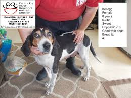Almost home shelter pet rescue. Almost Home Pet Rescue Kentucky Lovelypet