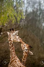 Mother And Baby Giraffe Kissing Selective Focus Africa Stock Photo Picture And Royalty Free Image Image 82527720