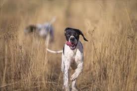 Medically reviewed by yamini ranchod, ph.d., m.s. Testicular Cancer In Dogs Veterinary Partner Vin