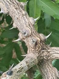 Image result for Zanthoxylum chalybeum