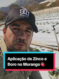 Aplicação de Zinco e Boro no Cultivo do Morango