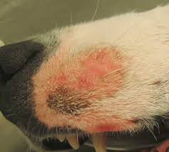 Ringworm Infection Long Beach Animal Hospital Often mistakenly lumped together with worm infections such as tapeworms, roundworms also, keep in mind that your dog may not be sick, but still be a carrier of ringworm infection. long beach animal hospital