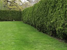 Ein mann baut eine kalziumsilikatplatte als innendämmung ein. Hecke Als Larmschutz Pflanzen Das Ist Zu Beachten