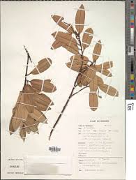 Image result for Coleotrype laurentii