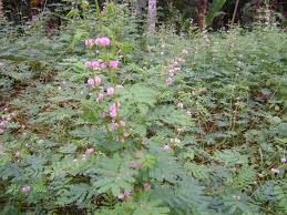 Image result for Mimosa diplotricha