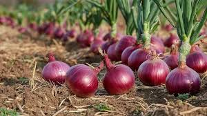 Hành Củ tím F1 – Ninseeds