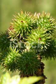A mamona contém ricina e está entre as plantas mais tóxicas do mundo. Fruta Da Planta Mamona Fotos Do Acervo Freeimages Com