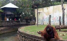 Karena saya bisa pastikan setelah membaca artikel review ini, anda akan lebih mantap untuk memilih sewa bis semarang terbaik. 11 Foto Bonbin Mangkang Semarang Harga Tiket Masuk Lokasi Semarang Zoo Update 2021 Jejak Kenzie