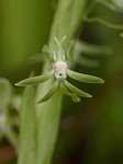 Image result for Habenaria tentaculigera