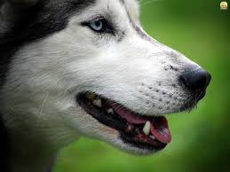 Gereksiz Yere Havlamayan Bir Kopek Irkidir Ancak Uluyabilirler Huskyler Sicagi Hic Sevmezler Ve Sicaklarda Bunalirlar Eksi 60 Husky Siberian Husky Siberian