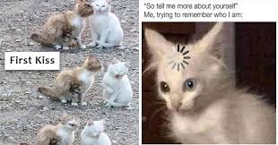 Have a super saturday purple glitter, happy saturday free image, glitter graphic, greeting or meme for facebook, twitter or any forum or blog. I Can Has Cheezburger Caturday Funny Animals Online Cheezburger