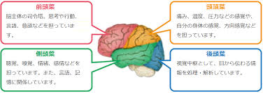アルツハイマー型認知症（ad）とは？ アルツハイマー型認知症（ad；alzheimer's disease）は、 脳の変性や萎縮 がゆっくりと進行する疾患です（ 図1 ）。 図1 アルツハイマー型認知症の病態 ★1 海馬 ã‚‚ã®å¿˜ã‚Œ ãŒæ°—ã«ãªã‚‹æ–¹ã€…ã¸ æ—¥æœ¬ãƒ¡ã‚¸ãƒ•ã‚£ã‚¸ãƒƒã‚¯ã‚¹æ ªå¼ä¼šç¤¾