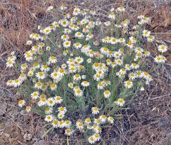 Image result for Erigeron schimperi