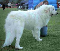 They are similar to other arctic, husky, and spitz breeds such as the greenland dog, canadian eskimo dog, the siberian husky. Great Pyrenees Saw This Dog Today And It Looks More Like A Polar Bear Than A Dog I M Obsessed Need One Ha Great Pyrenees Great Pyrenees Dog Top Dog Breeds