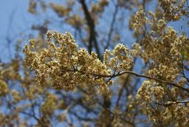 Image result for Dalbergia boehmii