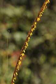 Image result for Trachypogon