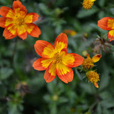 Image result for Bidens baumii