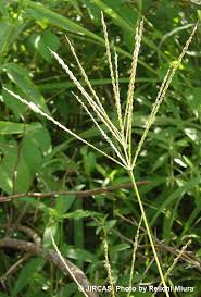 Image result for Digitaria brazzae