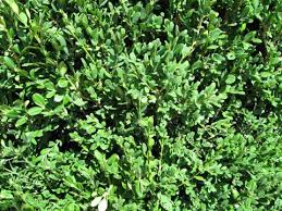 Image result for Buxus acutata