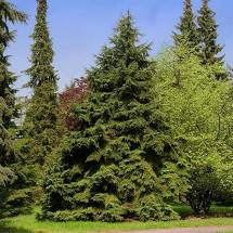 Canadian Hemlock Tree