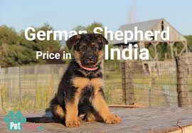 Check puppies for sale from verified breeders with contact numbers. Ø§Ù„ÙƒØ§Ø¨ØªÙ† Ø¨Ø±ÙŠ ÙŠØ­ØªÙˆÙŠ Ø¹Ø§Ø±Ø¶ German Shepherd Triple Coat For Sale In India Psidiagnosticins Com
