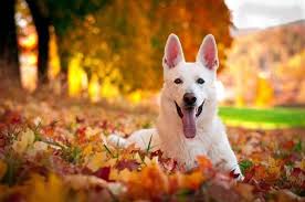 German Shepherd Names Male Female Gsd Names German Shepherd Pictures White German Shepherd German Shepherd Dogs