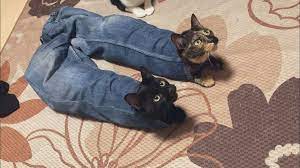 We did not find results for: Psbattle Two Cats In Pants Photoshopbattles
