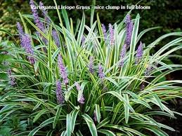 It is easy to look after. Variegated Liriope Grass