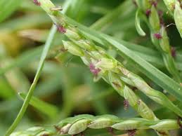 Image result for Paspalum vaginatum