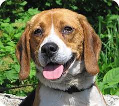 Hobart In Beagle Mix Meet 16046 A Dog For Adoption Dog Adoption Adoptable Beagle Beagle