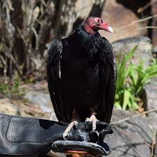 November 7, 2019, 2:44 pm. Exploring The Turkey Vulture S Sense Of Smell Raptor Experience