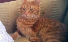 Why go to a dog breeder, cat breeder or pet store to. Private Rome Pet Rehoming Services Rehome A Dog Cat Puppy Kitten In Rome Ga