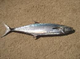 Check spelling or type a new query. King Mackerel Scomberomorus Commerson Collected From Kasimedu Download Scientific Diagram