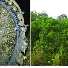 Image result for Landolphia eminiana