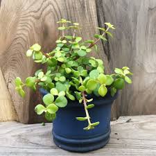 Image result for Grona afra