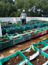 We are also one of the few garden centers that grow our own annuals, perennials, succulents, and some tropicals. Going Green Organically At Home And In The Office Citizen Matters