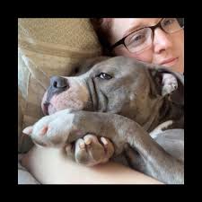 Resocializing a pitbull in a friendly environment