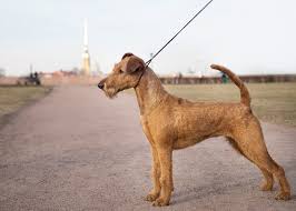 Image result for irský teriér