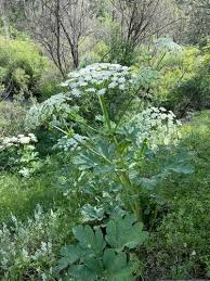 Image result for Heracleum abyssinicum