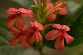 Image result for Ruspolia seticalyx