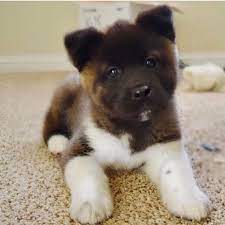 Checking 'include nearby areas' will expand your search. Akita Puppies For Sale Near Me Teacup Akita Puppies For Sale Near Me