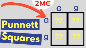 Genetic crosses using punnett squares show how likely offspring are to inherit characteristics from their parents. Punnett Square Basics Mendelian Genetic Crosses Youtube