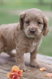 Cockapoo puppies for sale uk. Cockapoo Puppies In East Tx Latest Puppies Southern Star Puppies